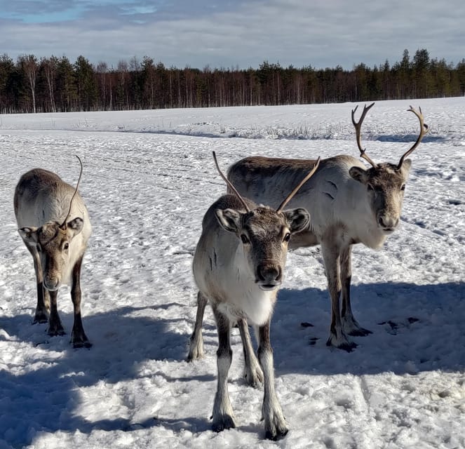 Rovaniemi: Private Reindeer Farm Visit and Walk-Along - Campfire treats inside the kota tent