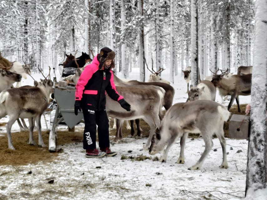 Rovaniemi: Private Reindeer Farm Visit and Walk-Along - How the $165 price measures up