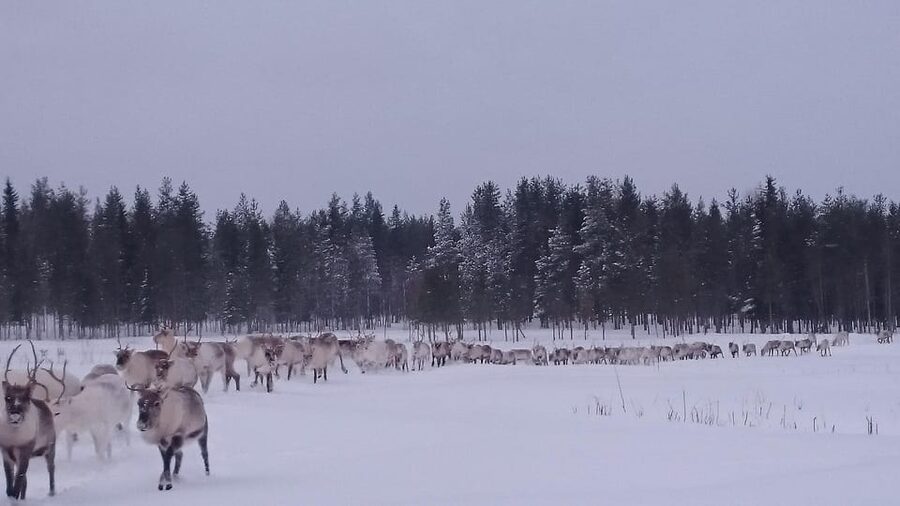 Rovaniemi: Private Reindeer Farm Visit and Walk-Along - Getting to Unarin-Luusua from Rovaniemi