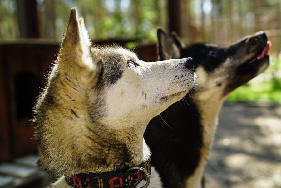 Rovaniemi: Quad Bike Safari, Reindeer & Husky Farm Visit - Key points to know before you book