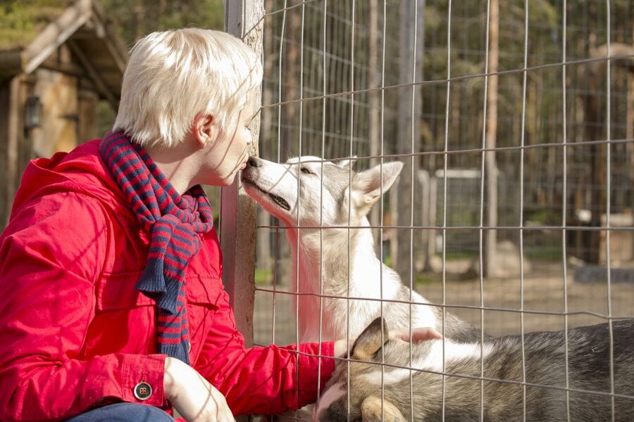 Rovaniemi: Quad Bike Safari, Reindeer & Husky Farm Visit - One half-day, three very different Lapland experiences
