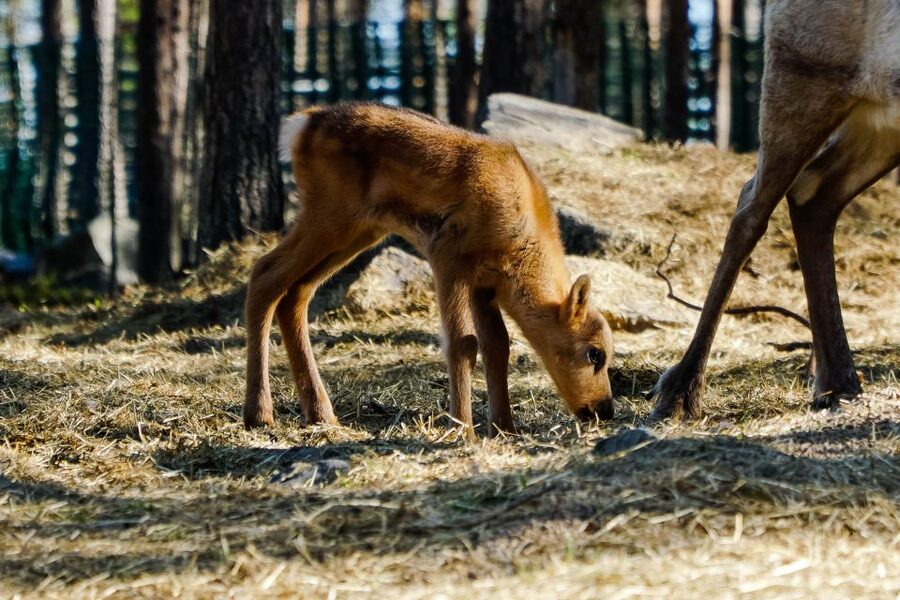 Rovaniemi: Quad Bike Safari, Reindeer & Husky Farm Visit - Safety first, then one hour on an ATV