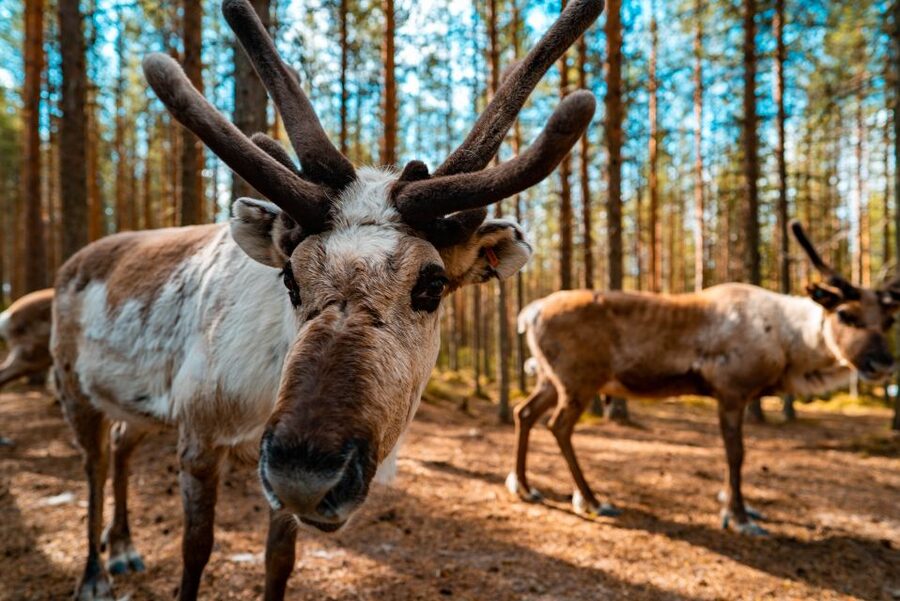 Rovaniemi: Quad Bike Safari, Reindeer & Husky Farm Visit - Meeting in central Rovaniemi
