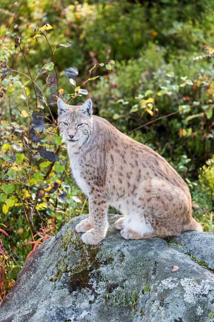 Rovaniemi: Ranua Wildlife Park Private Day Trip - Key points to know before booking