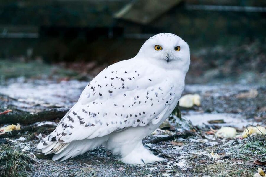 Rovaniemi: Ranua Wildlife Park Private Day Trip - From Rovaniemi to Ranua in about one hour