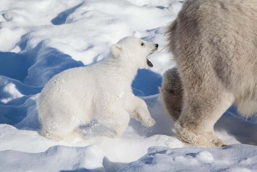 Rovaniemi: Ranua Wildlife Park Private Day Trip - Polar bears, otters, foxes, and reindeer