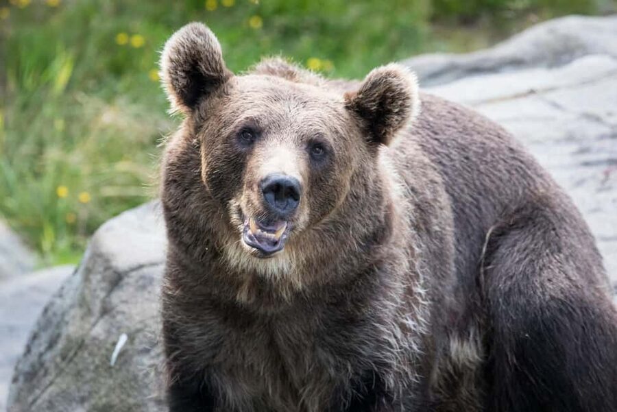 Rovaniemi: Ranua Wildlife Park Private Day Trip - Walking Ranua Wildlife Park
