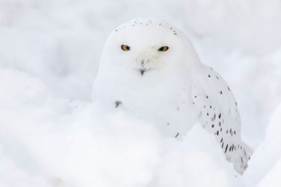 Rovaniemi: Ranua Zoo Entry Ticket w/ Walking Tour and Lunch - Key points to know before you book