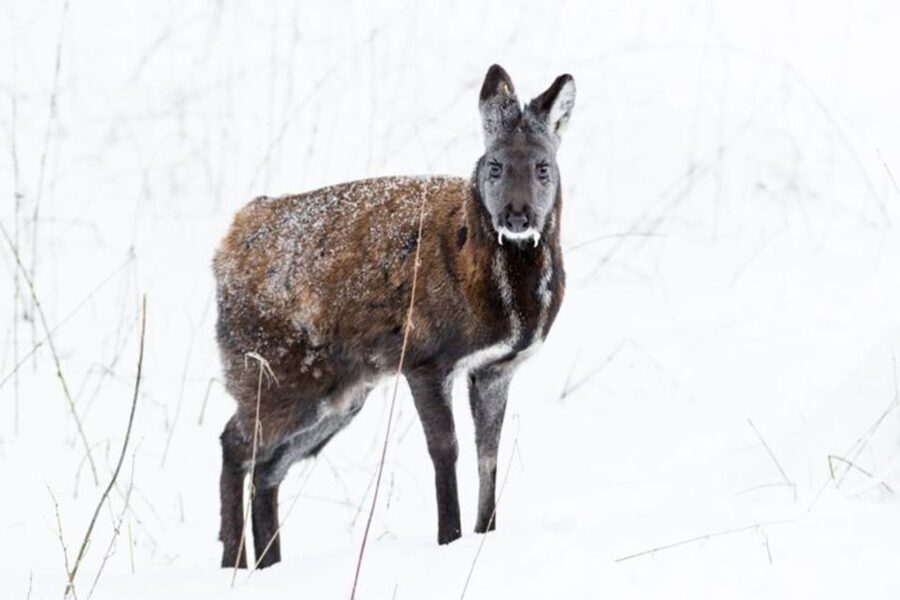Rovaniemi: Ranua Zoo Entry Ticket w/ Walking Tour and Lunch - Polar bears, Arctic foxes, and the art of spotting wildlife