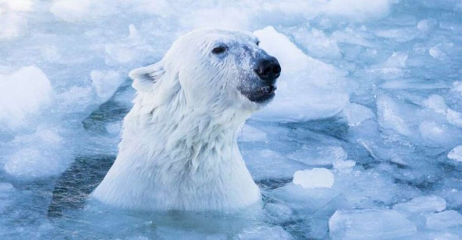 Rovaniemi: Ranua Zoo Entry Ticket w/ Walking Tour and Lunch - The walking tour and free time