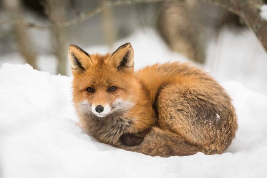 Rovaniemi: Ranua Zoo Entry Ticket w/ Walking Tour and Lunch - Buffet lunch inside the zoo