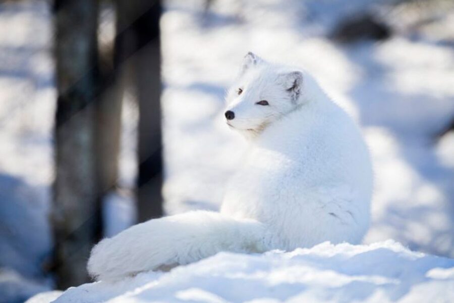 Rovaniemi: Ranua Zoo Entry Ticket w/ Walking Tour and Lunch - Fazer chocolate and small shopping extras