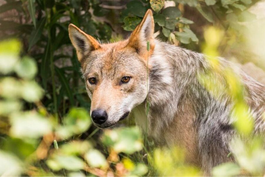 Rovaniemi: Ranua Zoo Entry Ticket w/ Walking Tour and Lunch - Is $146 a fair price?