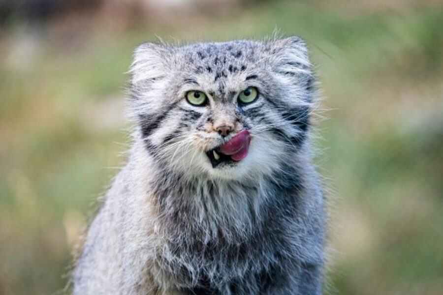Rovaniemi: Ranua Zoo Entry Ticket w/ Walking Tour and Lunch - Who will enjoy this half-day outing?