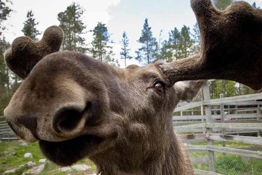 Rovaniemi: Ranua Zoo Entry Ticket with BBQ Picnic - Who will enjoy this outing most?
