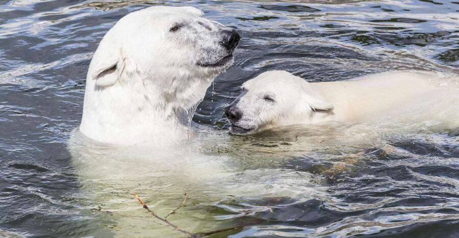 Rovaniemi: Ranua Zoo Entry Ticket with BBQ Picnic - Group size, cancellations, and timing