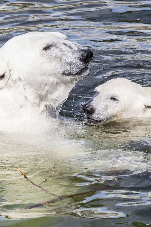 Rovaniemi: Ranua Zoo Visit with Lunch - Key points to know before booking