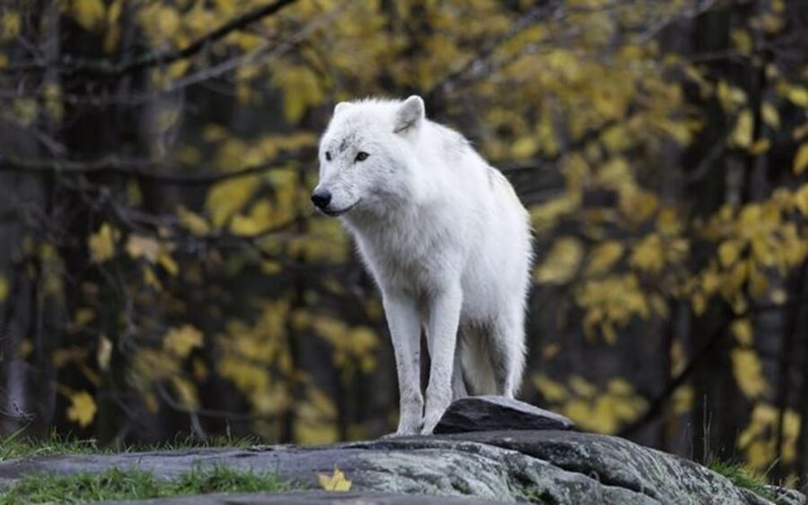 Rovaniemi: Ranua Zoo Visit with Lunch - Who should book this experience?