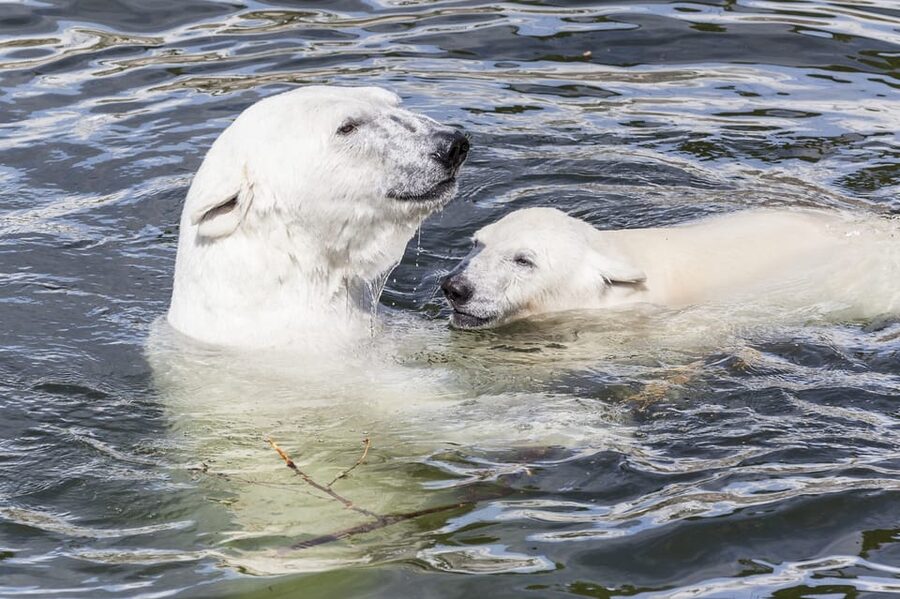 Rovaniemi: Ranua Zoo Visit with Lunch - Why Ranua Zoo makes a good Rovaniemi day trip