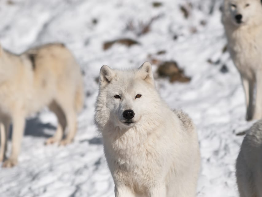 Rovaniemi: Ranua Zoo Visit with Lunch - The Lapland chocolate stop