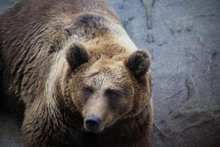 Rovaniemi: Ranua Zoo Wildlife Park Tour with hotel pickup - Why Ranua is worth the trip from Rovaniemi