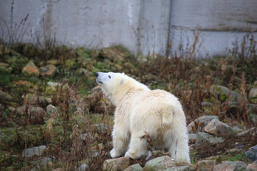 Rovaniemi: Ranua Zoo Wildlife Park Tour with hotel pickup - Getting started at Ranua Wildlife Park