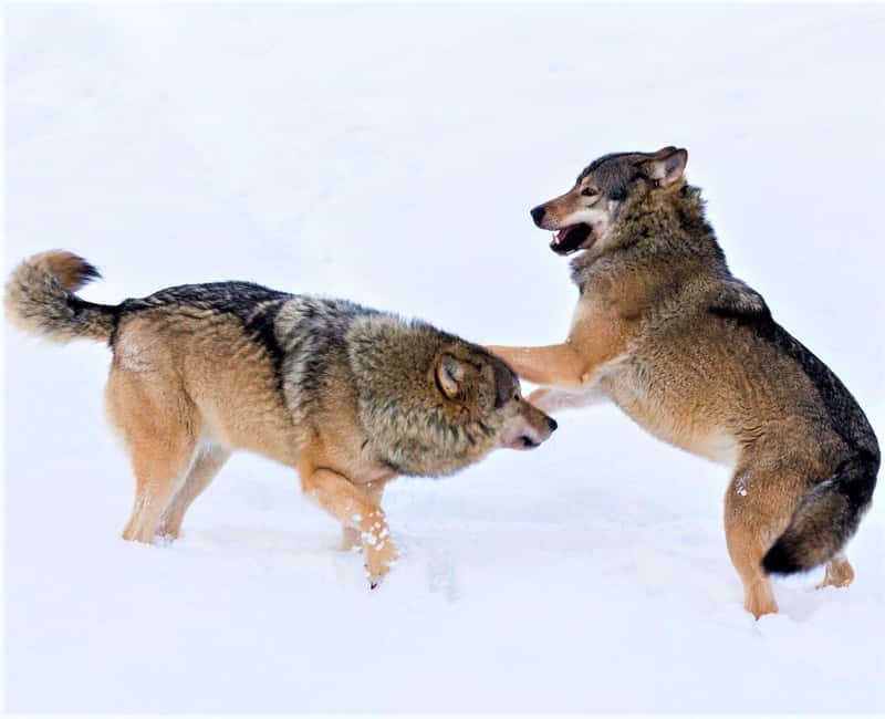Rovaniemi: Ranua Zoo Wildlife Park Tour with hotel pickup - Leaving Rovaniemi by hotel pickup