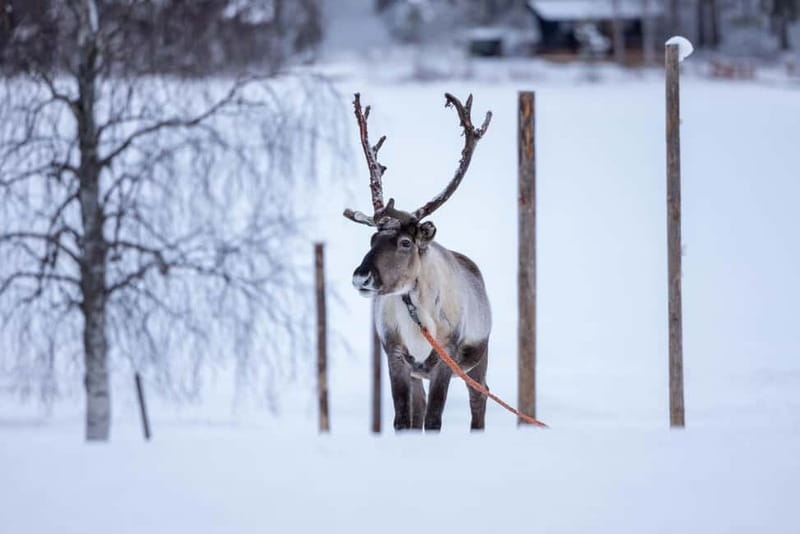 Rovaniemi: Reindeer Experience with Sleigh Ride - From Rovaniemi to Reindeer Manor