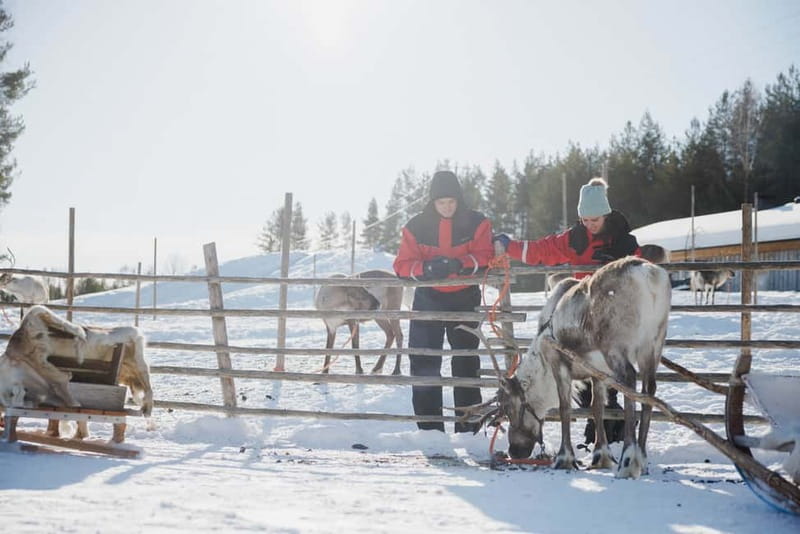 Rovaniemi: Reindeer Experience with Sleigh Ride - Meeting the reindeer up close