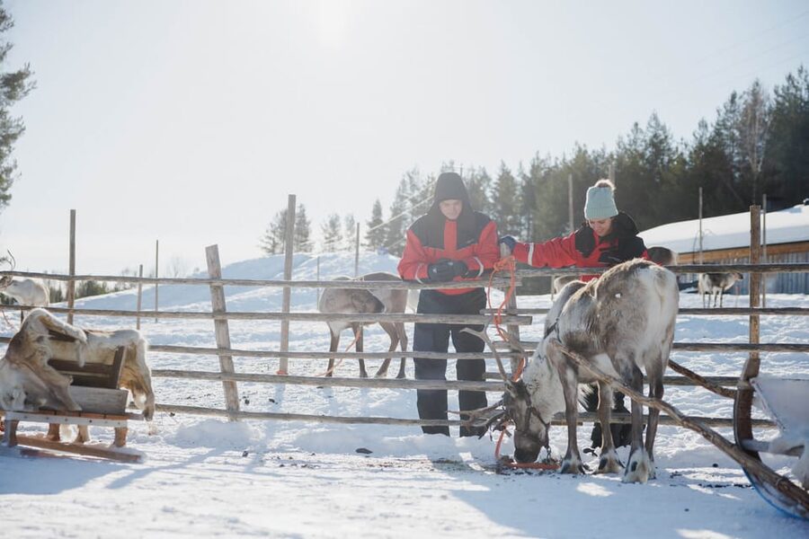 Rovaniemi: Reindeer Experience with Sleigh Ride - How the timing affects the day