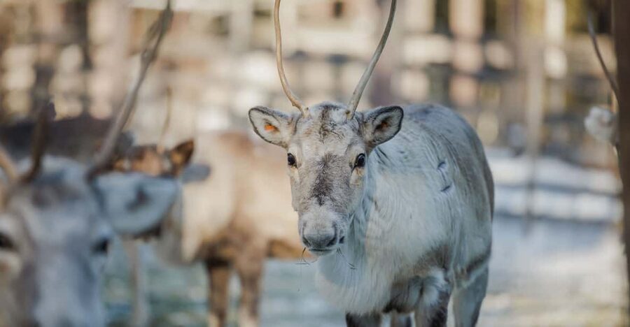 Rovaniemi: Reindeer Experience with Sleigh Ride - Is $99 a fair price?