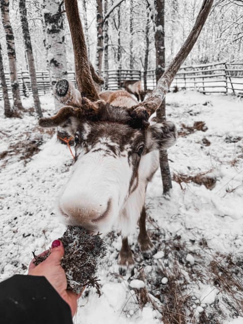 Rovaniemi: Reindeer Experience with Sleigh Ride - Booking tips that make a difference