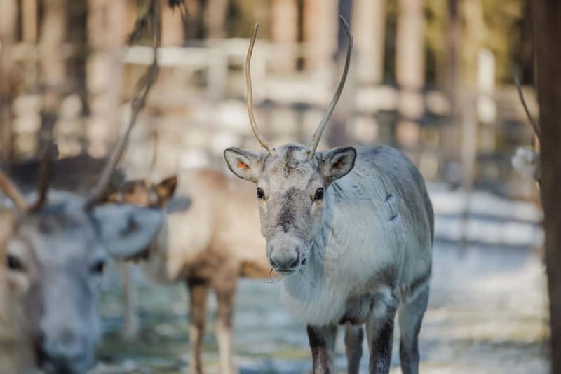 Rovaniemi: Reindeer Experience with Sleigh Ride - Getting dressed for Finnish winter
