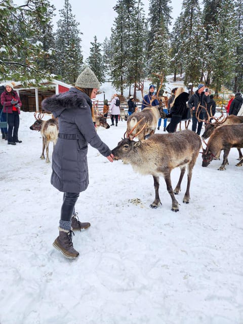 Rovaniemi: Reindeer Farm Visit and Sleigh Ride with transfer - Key points at a glance