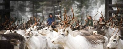 Reindeer Farm Visit and Sleigh Ride with transfer