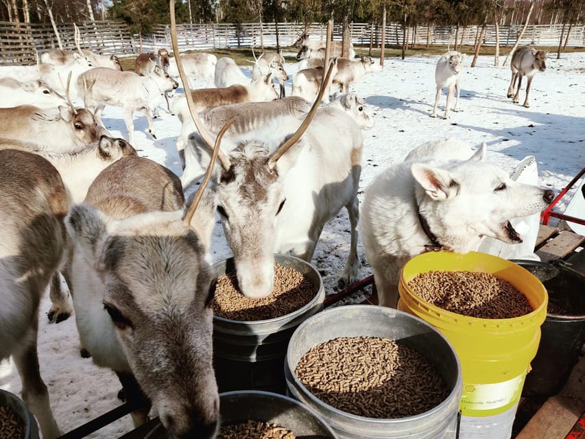 Rovaniemi: Reindeer Farm Visit and Sleigh Ride with transfer - Inside the kota hut