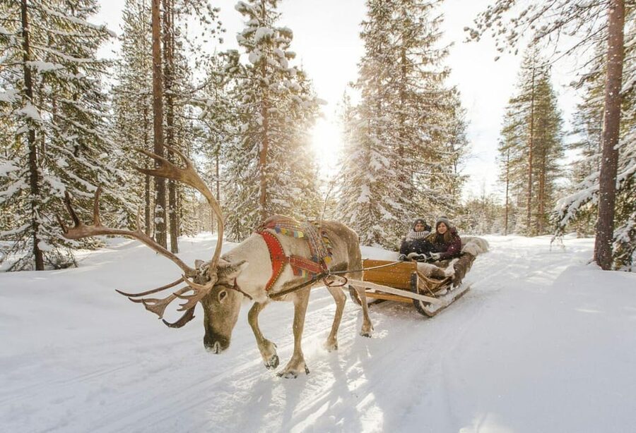 Rovaniemi: Reindeer Farm Visit and Sleigh Ride with transfer - Is $117 a fair price?