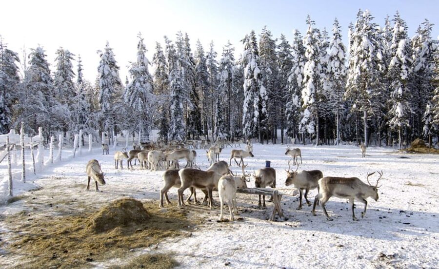 Rovaniemi: Reindeer Farm Visit and Sleigh Ride with transfer - What can go wrong, and how to handle it