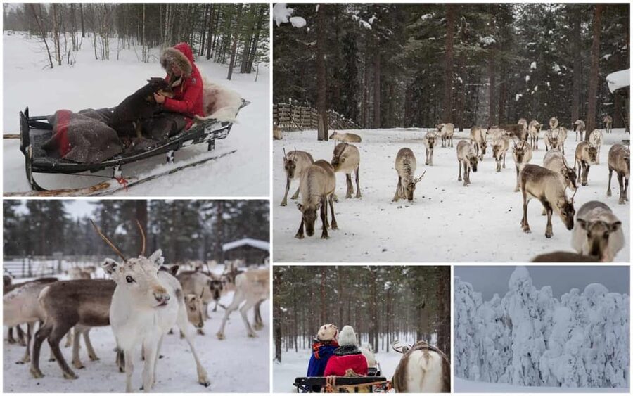 Rovaniemi: Reindeer Farm Visit and Sleigh Ride with transfer - Who will enjoy this activity most?