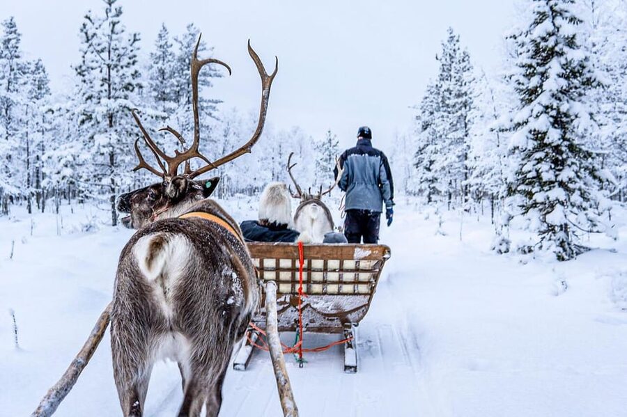 Rovaniemi: Reindeer Farm Visit and Sleigh Ride with transfer - Booking details that matter