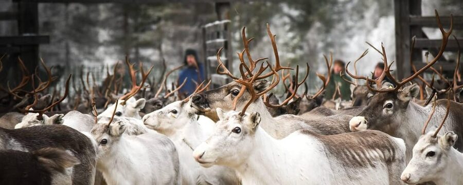 Rovaniemi: Reindeer Farm Visit and Sleigh Ride with transfer - Meeting the reindeer herd