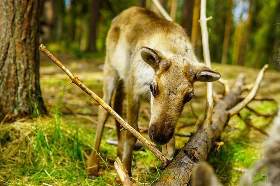 Rovaniemi: Reindeer Farm Visit in the Summer - Key points to know before you go