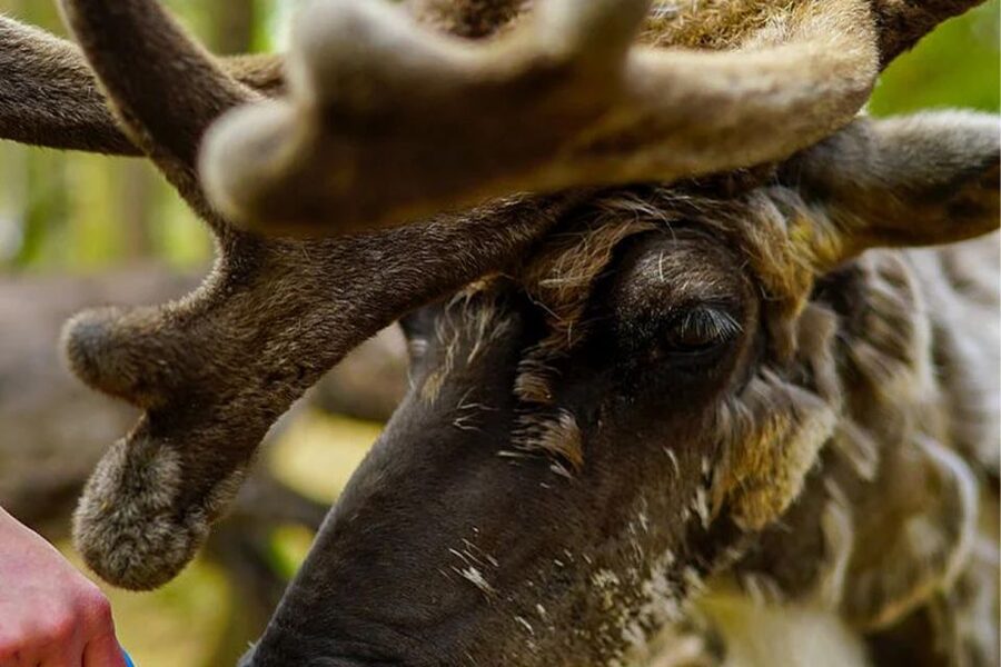 Rovaniemi: Reindeer Farm Visit in the Summer - Feeding the reindeer in summer
