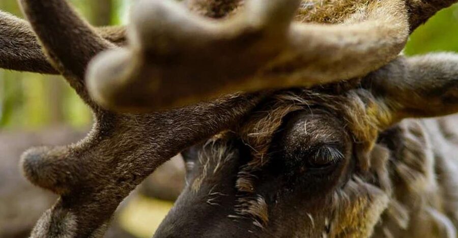 Rovaniemi: Reindeer Farm Visit in the Summer - Stories, snacks, and a taste of local life