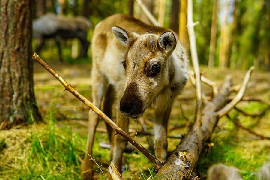 Rovaniemi: Reindeer Farm Visit in the Summer - Why summer changes the experience