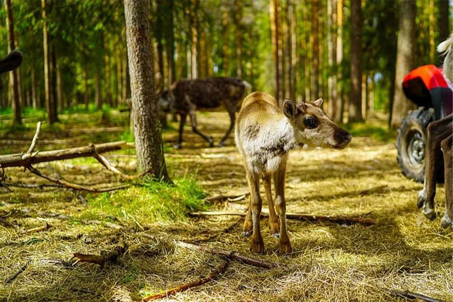 Rovaniemi: Reindeer Farm Visit in the Summer - Group sizes and the risk of cancellation