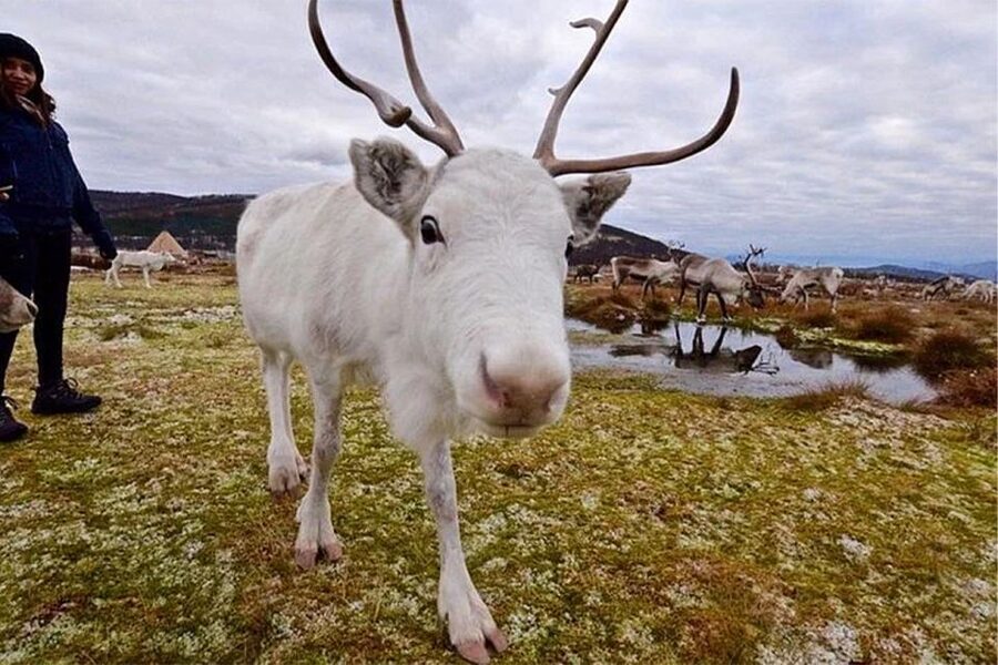 Rovaniemi: Reindeer Farm Visit in the Summer - Who will enjoy this farm visit most?