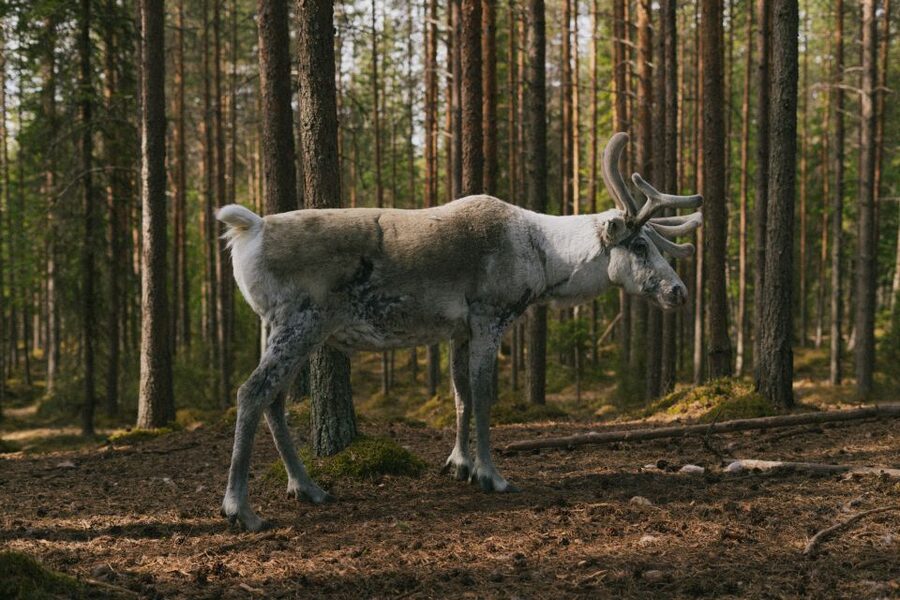 Rovaniemi: Reindeer Farm Visit with Photographer - The 400-meter sleigh ride: charming, but short