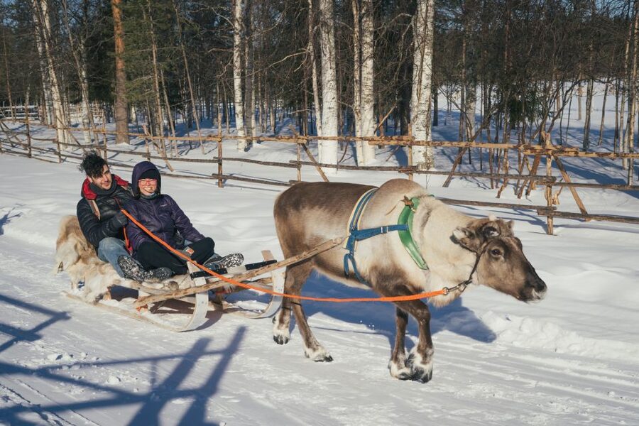 Rovaniemi: Reindeer Farm Visit with Photographer - Professional photography without the usual holiday scramble