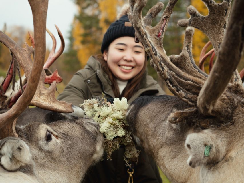 Rovaniemi: Reindeer Farm Visit with Photographer - Is $139 a fair price?